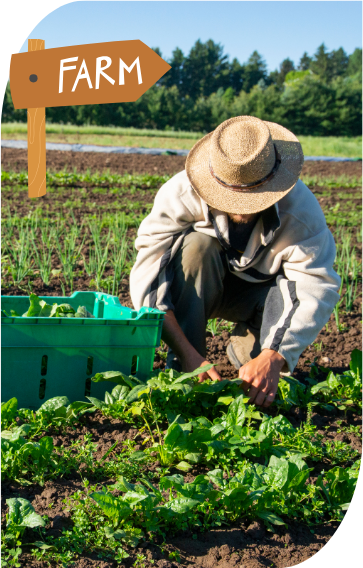 Cannibus indoor farming